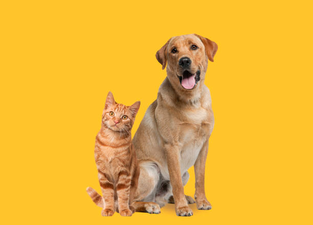 Pets Essentials